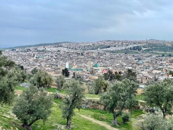 Fes Altstadt Baeume